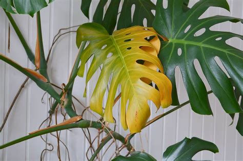 monstera turning yellow and brown|12 Reasons Your Monstera Leaves Are Turning Yellow (And How。